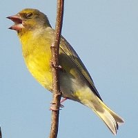 Greenfinch